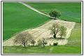 book arbres